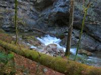 Talgraben - Bemooster Baumstamm vor Bachkaskade